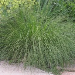Prairie Dropseed Grass -Green Haven Sales sporobolus heterolipis foliage cropped