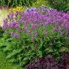 Hummelo Betony -Green Haven Sales stachys monieri hummelo 1