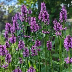 Hummelo Betony -Green Haven Sales stachys monieri hummelo 2
