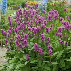 Hummelo Betony -Green Haven Sales stachys monieri hummelo 3
