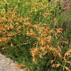 SteppeSuns® Sunset Glow Penstemon -Green Haven Sales steppesuns sunset glow penstemon orange