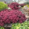 SunSparkler® Dazzleberry Sedum -Green Haven Sales sunsparkler dazzleberry sedum 1