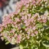SunSparkler® Lime Twister Sedum -Green Haven Sales sunsparkler lime twister sedum close up