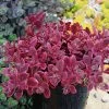 SunSparkler® Wildfire Sedum -Green Haven Sales sunsparkler wildfire sedum container 2