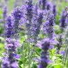 Texas Violet Salvia -Green Haven Sales texas violet mealy sage salvia farinacea