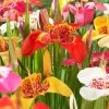 Tiger Flower Mix (Tigridia) -Green Haven Sales tigridia tiger flower mexican shell flower mix