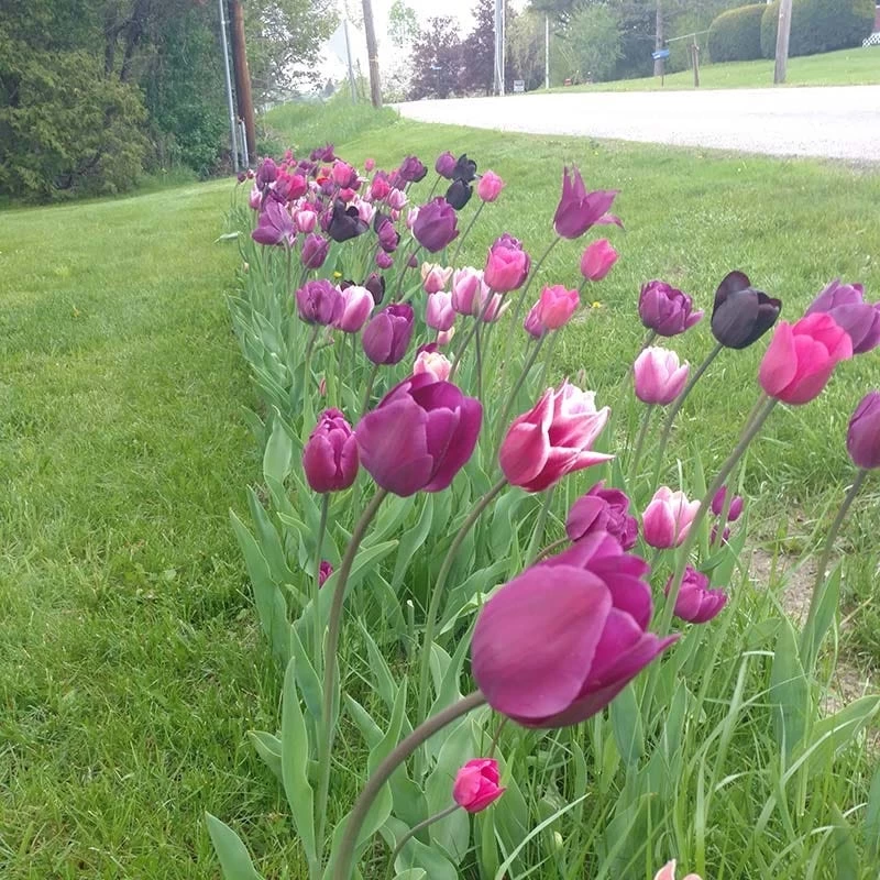 Blue Moon Triumph Tulip Mix 5 Blue Moon Triumph Tulip Mix - Image 3