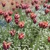 Slawa Triumph Tulip 1 Slawa Triumph Tulip -Green Haven Sales tulipa slawa triumph tulip garden cropped