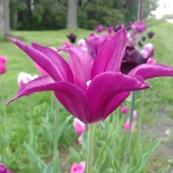 Blue Moon Triumph Tulip Mix 15 Blue Moon Triumph Tulip Mix -Green Haven Sales tulipa blue moon mix hm 3