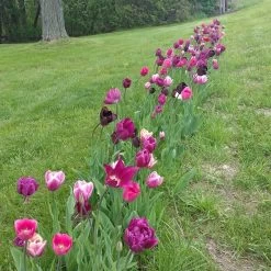Blue Moon Triumph Tulip Mix 16 Blue Moon Triumph Tulip Mix -Green Haven Sales tulipa blue moon mix hm 4