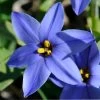 Jessie Spring Starflower -Green Haven Sales vaem08096 ipheion uniflorum jessie close up cropped