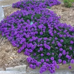 Valley Lavender® Plains Verbena -Green Haven Sales verbena bipinnitifida valley lavender 3