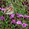 Summer's Swan Song Ironweed (Vernonia) -Green Haven Sales vernonia summer swan song american painted lady jim ault