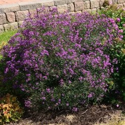 Summer's Swan Song Ironweed (Vernonia) -Green Haven Sales vernonia summer swan song garden jim ault