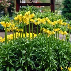 Yellow Crown Imperial -Green Haven Sales visi02917 fritillaria lutea cropped