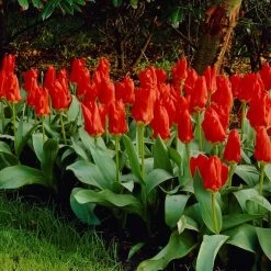 Red Emperor Tulip 13 Red Emperor Tulip -Green Haven Sales visi04220 red emperor tulip cropped