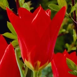 Front Page -Green Haven Sales visi04254 red emperor tulip cropped