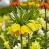 Yellow Crown Imperial 1 Yellow Crown Imperial -Green Haven Sales visi125414 fritillaria lutea cropped