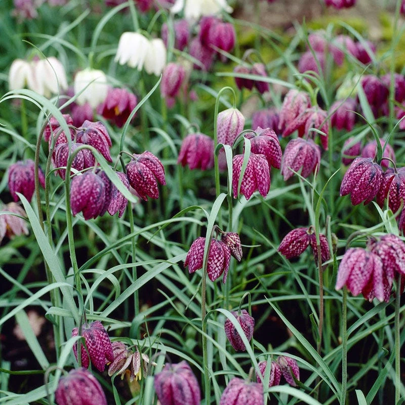 Snake's Head Fritillary 4 Snake's Head Fritillary - Image 2