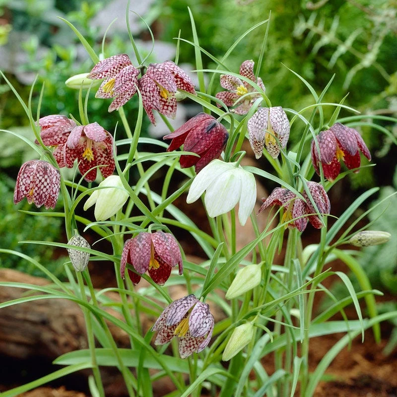 Snake's Head Fritillary 5 Snake's Head Fritillary - Image 3