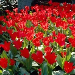 Red Emperor Tulip 11 Red Emperor Tulip -Green Haven Sales visi28048 red emperor tulip cropped