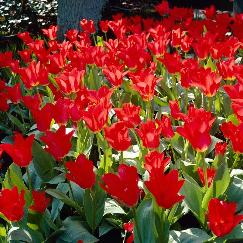 Red Emperor Tulip 6 Red Emperor Tulip - Image 4