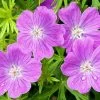 Vision® Violet Geranium 1 Vision® Violet Geranium -Green Haven Sales vision violet geranium close up