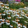 PowWow® White Echinacea -Green Haven Sales walers gardens echinacea powwow white