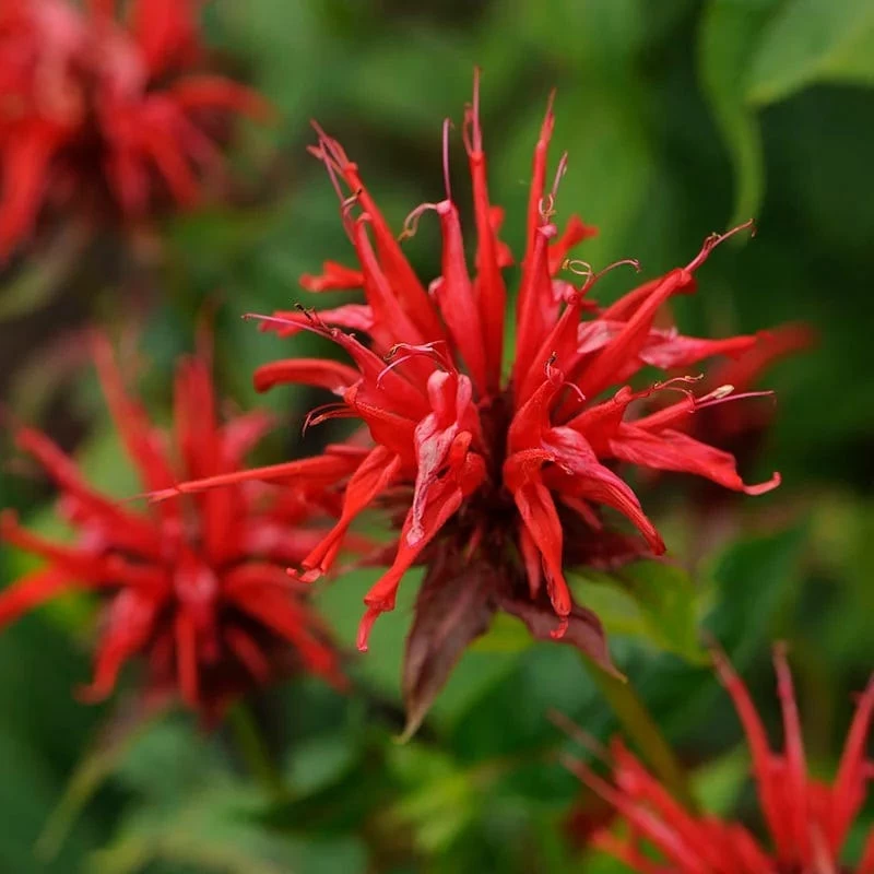 Jacob Cline Bee Balm 4 Jacob Cline Bee Balm - Image 2