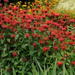 Jacob Cline Bee Balm 7 Jacob Cline Bee Balm -Green Haven Sales walters gardens monarda jacob cline cropped 1 1 1