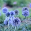 Blue Glow Echinops -Green Haven Sales walters gardens echinops blue glow cropped