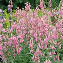 Elfin Pink Penstemon -Green Haven Sales walters gardens penstemon elfin pink cropped