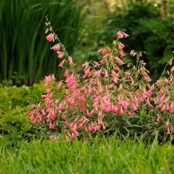 Elfin Pink Penstemon -Green Haven Sales walters gardens penstemon elfin pink cropped 3