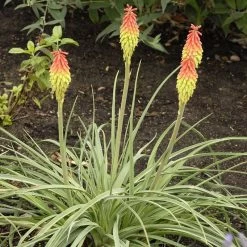 Fire Dance Red Hot Poker 10 Fire Dance Red Hot Poker -Green Haven Sales walters gardens kniphofia fire dance cropped