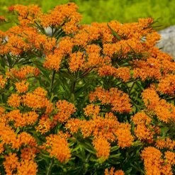 Butterfly Weed (Clay Form) -Green Haven Sales walters gardens asclepias tuberosa cropped 1