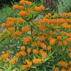 Butterfly Weed (Clay Form) -Green Haven Sales walters gardens asclepias tuberosa cropped 2