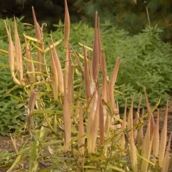 Butterfly Weed (Clay Form) -Green Haven Sales walters gardens asclepias tuberosa seed heads cropped
