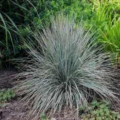Blue Oat Grass -Green Haven Sales walters gardens helictotrichon sempervirens cropped 2