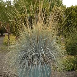 Blue Oat Grass -Green Haven Sales walters gardens helictotrichon sempervirens cropped 4