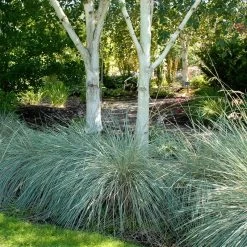 Blue Oat Grass -Green Haven Sales walters gardens helictotrichon sempervirens cropped under trees