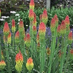 Fire Dance Red Hot Poker 11 Fire Dance Red Hot Poker -Green Haven Sales walters gardens kniphofia fire dance cropped