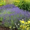 Hidcote Superior English Lavender -Green Haven Sales walters gardens lavandula hidcote cropped 2