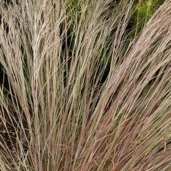 Prairie Blues Little Bluestem Grass -Green Haven Sales walters gardens schizachyrium prairie blues close up foliage cropped