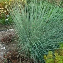 Prairie Blues Little Bluestem Grass -Green Haven Sales walters gardens schizachyrium prairie blues cropped 1
