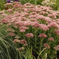 Autumn Fire Sedum -Green Haven Sales walters gardens sedum autumn fi