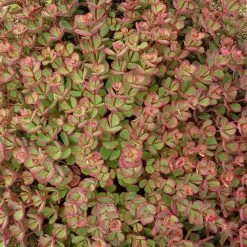 October Daphne Sedum -Green Haven Sales walters gardens sedum october daphne fall foliage closeup cropped