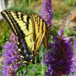 Blue Blazes Agastache -Green Haven Sales western swallowtail sipping agastache blue blazes 3