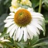 Happy Star Echinacea -Green Haven Sales white echinacea happy star close up cropped 1