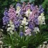 Wood Hyacinth Mix (Spanish Bluebells) -Green Haven Sales woodhyacinthmix 1