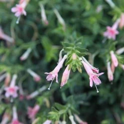 Woody's Peach Surprise Hummingbird Trumpet (Zauschneria) -Green Haven Sales woody s peach surprise closeup cropped